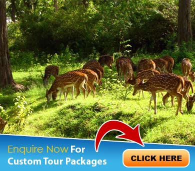 Almora Tour Packages